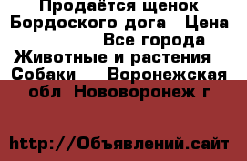Продаётся щенок Бордоского дога › Цена ­ 37 000 - Все города Животные и растения » Собаки   . Воронежская обл.,Нововоронеж г.
